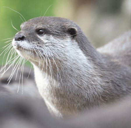 Option billetterie - Pass Zen - ZooParc de Beauval