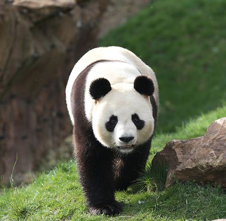 Les pandas géants - Animation - Activité du ZooParc de Beauval