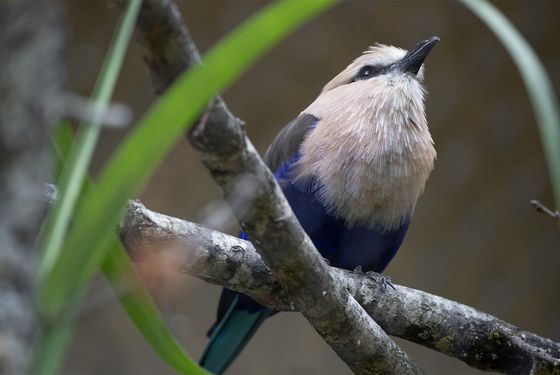 Rollier à ventre bleu Rollier à ventre bleu