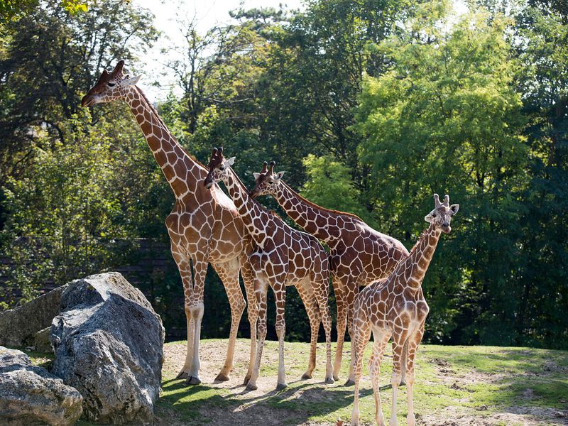Girafes réticulées - Animaux extraordinaires du ZooParc