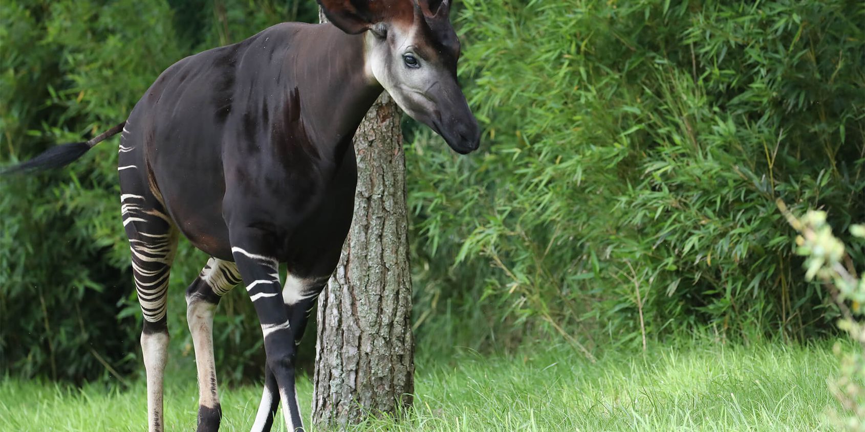 Okapi - Les animaux de La Plaine des Éléphants - ZooParc de Beauval