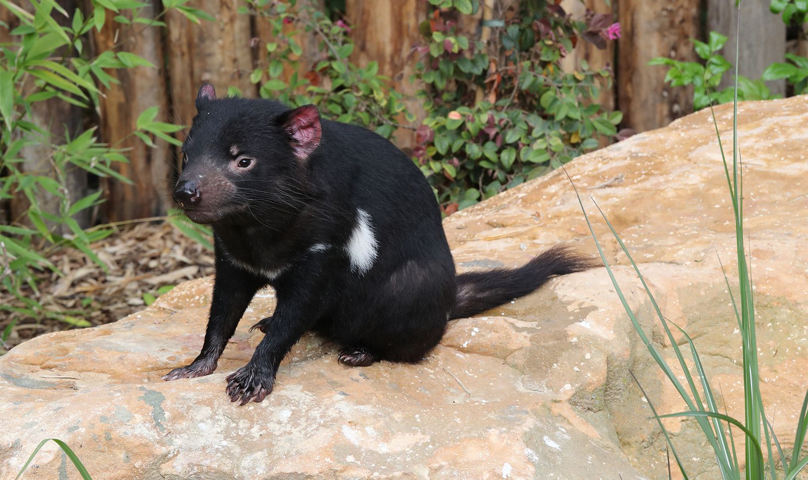 Diable de Tasmanie - Animaux du ZooParc de Beauval