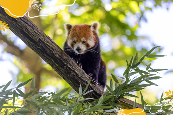 Journée internationale du panda roux : des nouvelles du petit d’Ines et Browny !