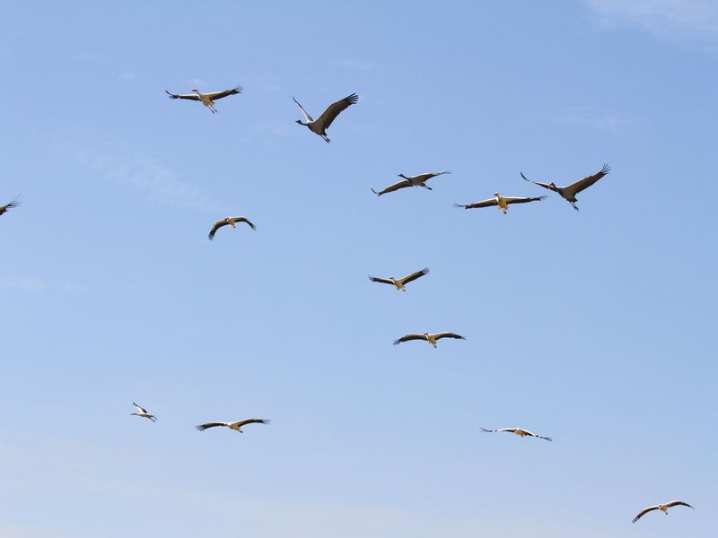 Grues et cigognes - Spectacle d'oiseaux - Les Maîtres des Airs