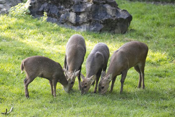 Cerf cochon - Les animaux de La Plaine Asiatique - ZooParc de Beauval Cerf cochon - Les animaux de La Plaine Asiatique - ZooParc de Beauval