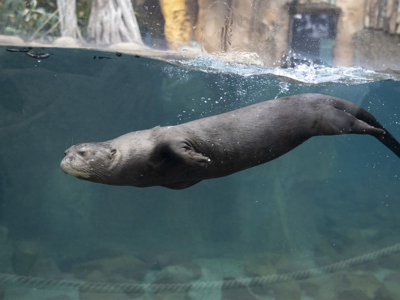 Loutre géante - Animaux extraordinaires du ZooParc