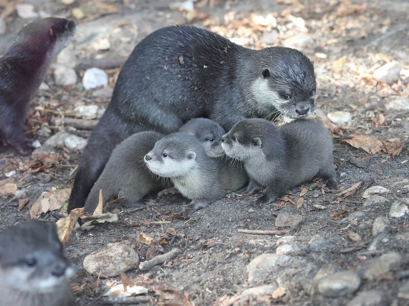 Venir En Famille Zooparc De Beauval