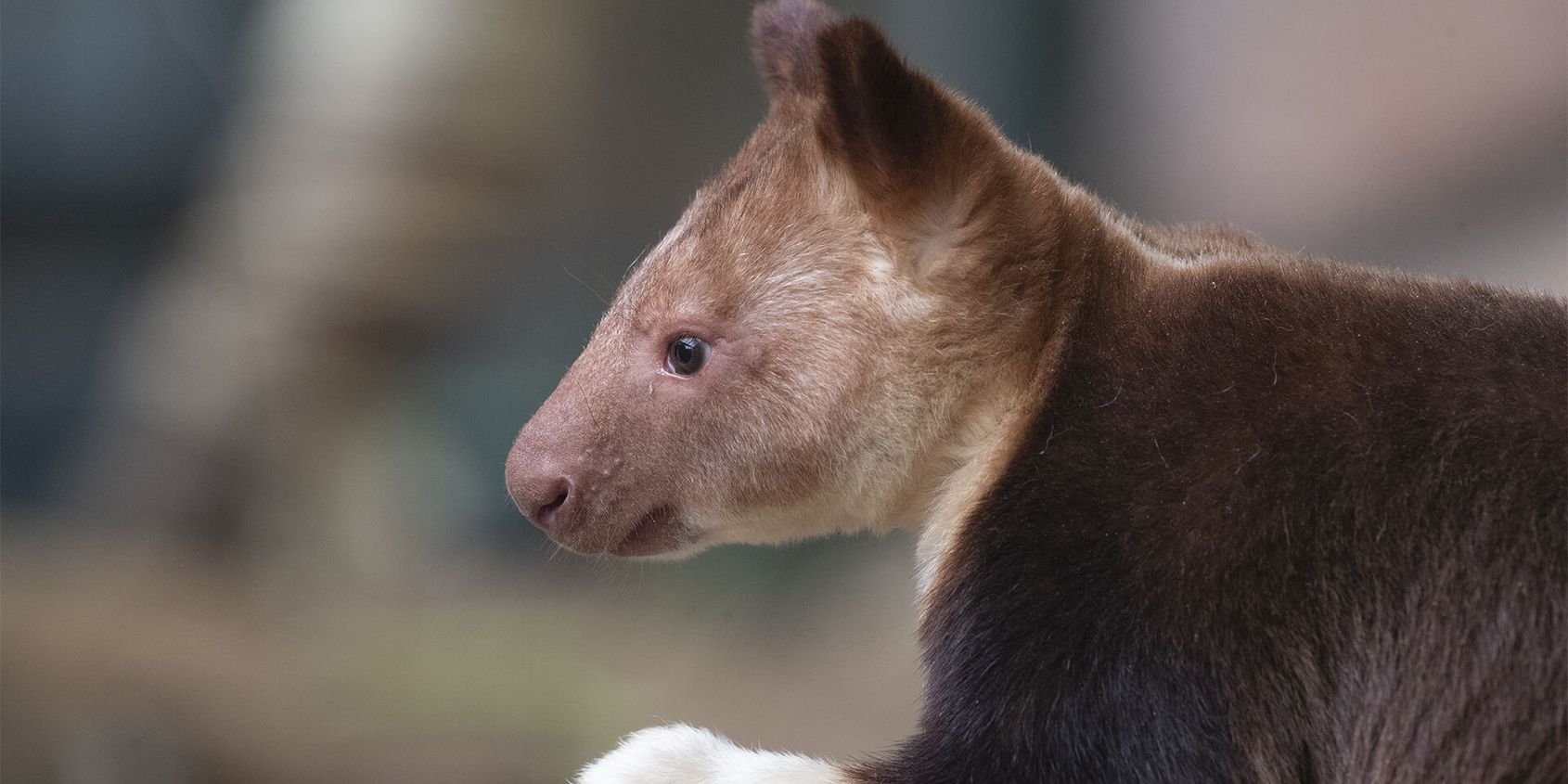 Dendrolague de Goodfellow - Les animaux de La Serre des Koalas - ZooParc de Beauval