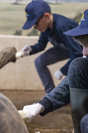 A child taking part in the Junior Keeper for a Day experience feeds a South American coati at ZooParc de Beauval.