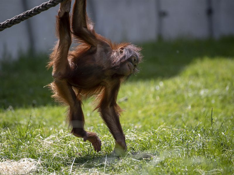 Utilisation des bras chez l'orang-outan - Les animaux de La Serre des Chimpanzés et Orangs-outans - ZooParc de Beauval
