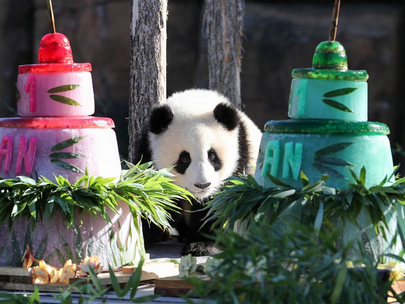 Anniversaire jumelles panda - ZooParc de Beauval