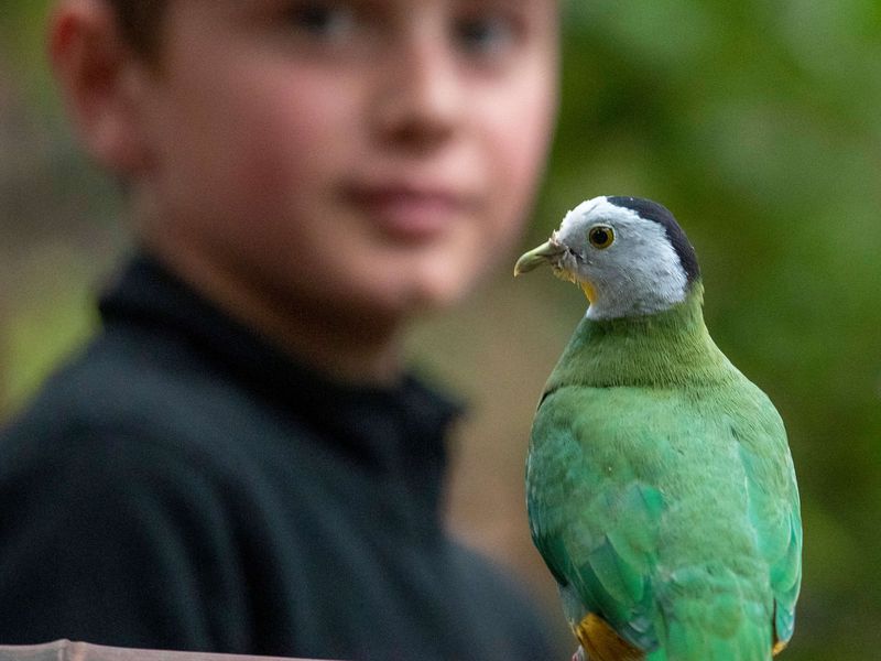 Au plus proche des oiseaux de la serre tropicale - Activité Zoo'Camp - ZooParc de Beauval Au plus proche des oiseaux de la serre tropicale - Activité Zoo'Camp - ZooParc de Beauval