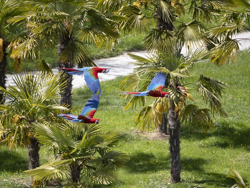 Venir à Beauval en été - Spectacle d'oiseaux Les Maîtres des Airs - ZooParc de Beauval