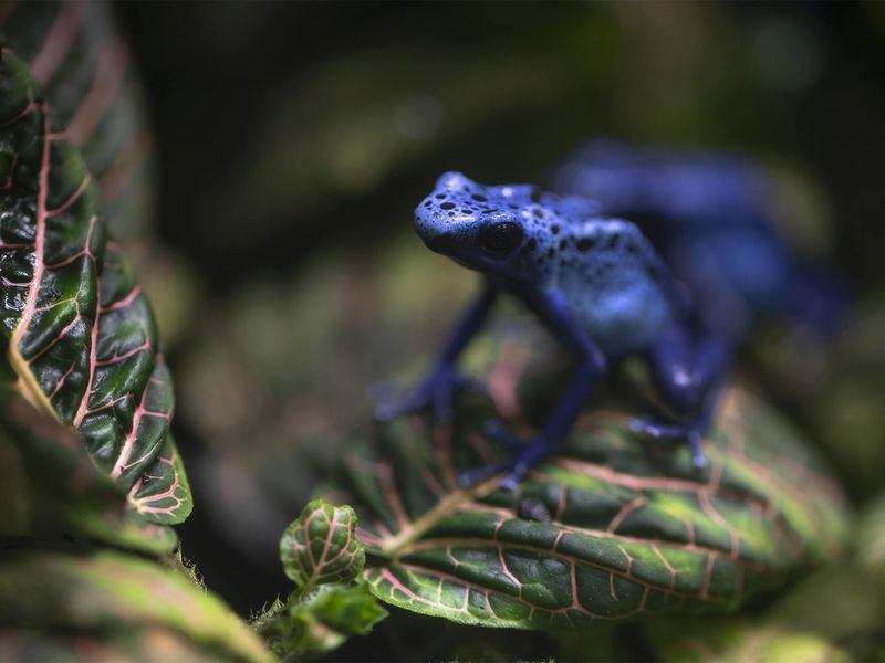 Dyeing poison frog  ZooParc de Beauval