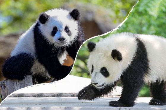 2 août – 2 juin : les 10 mois des pandas !