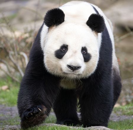 Départ pandas géants Huan Huan et Yuan Zi pour la Chine - Événement - ZooParc de Beauval