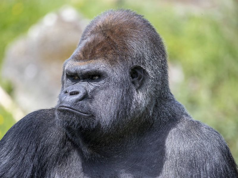 Asato, gorille dos argenté - Les animaux de la Serre des Gorilles - ZooParc de Beauval
