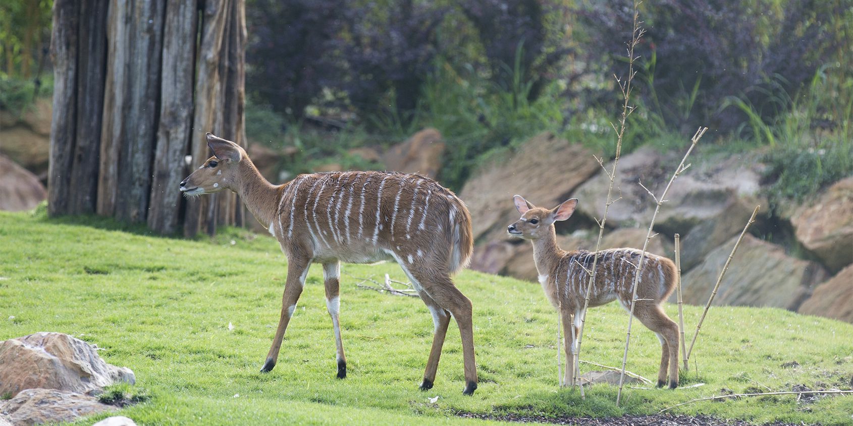 Nyalas - Les animaux de La Réserve des Hippopotames - ZooParc de Beauval