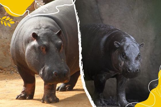 Journée mondiale des hippopotames : à vous de jouer et de parrainer !