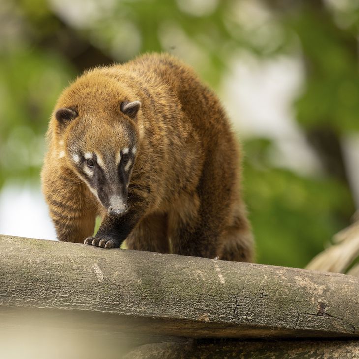 Coati roux - Animaux extraordinaires du ZooParc