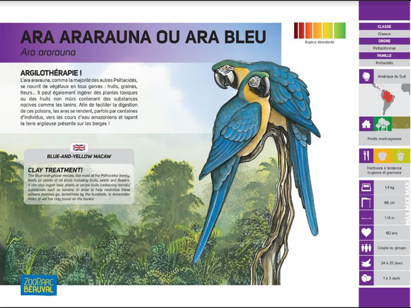 Ancien panneau pédagogique - Ara bleu - Pédagogie - ZooParc de Beauval