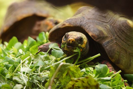 Tortues charbonnières