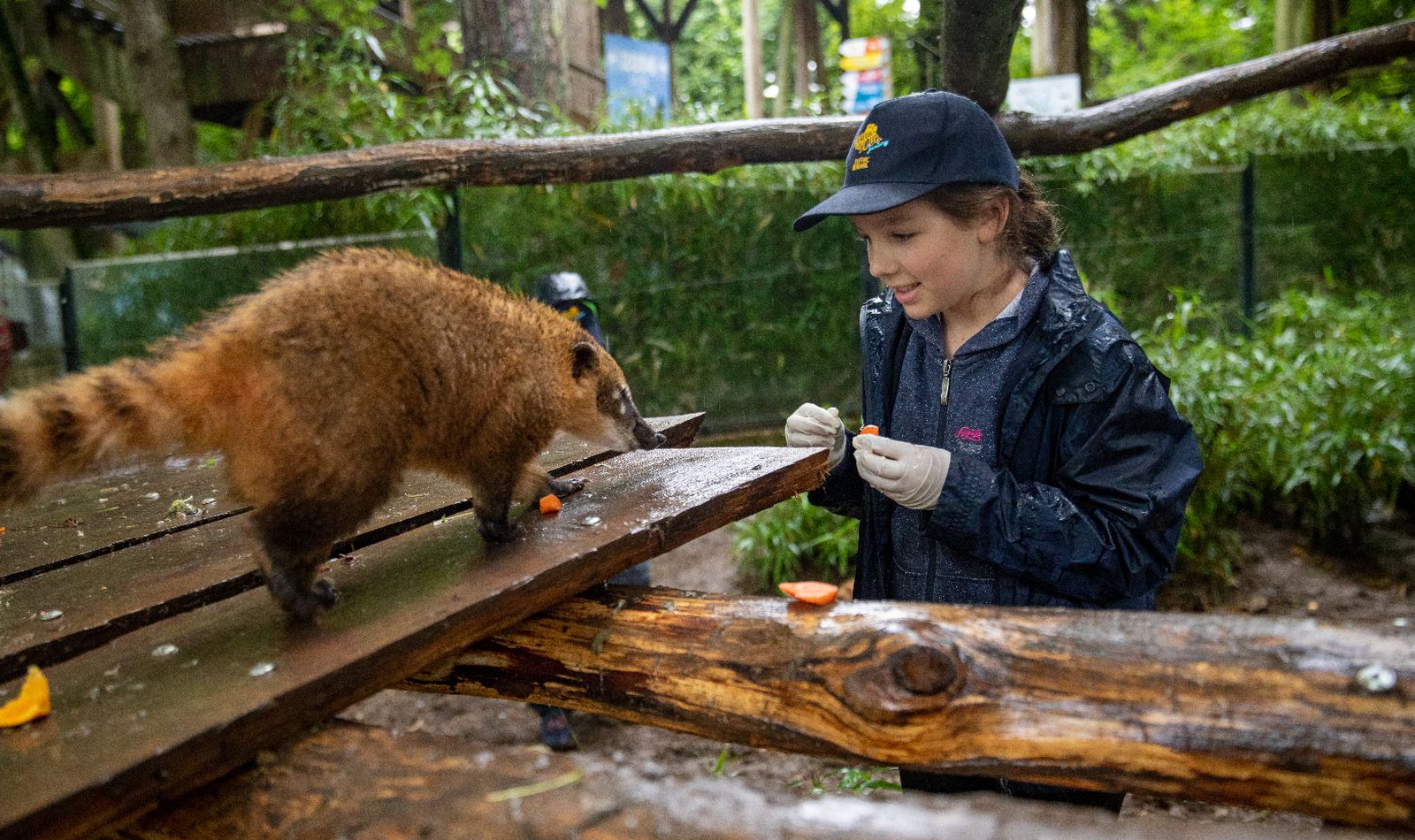 A child taking part in the Junior Keeper for a Day experience feeds a South American coati at ZooParc de Beauval.