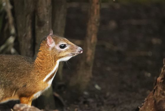 Cerf-souris - Les animaux de La Serre Tropicale des Oiseaux - ZooParc de Beauval