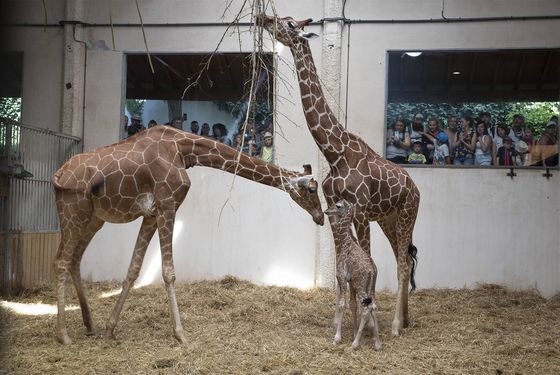 Vue intérieur espace girafe - Les animaux de la Savane Africaine - ZooParc de Beauval