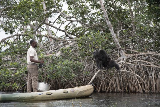 Chimpanzé - Help Congo - Nos missions - ZooParc de Beauval