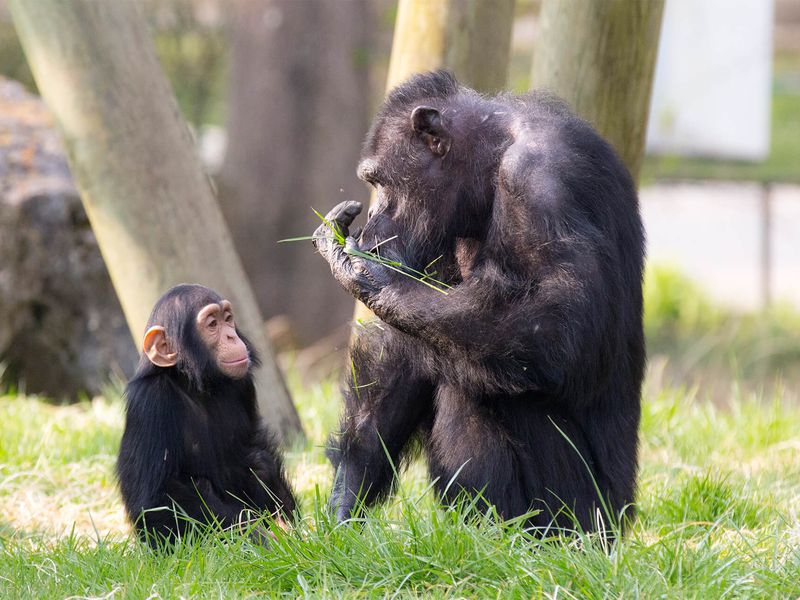 Chimpanzés - Animaux extraordinaires du ZooParc