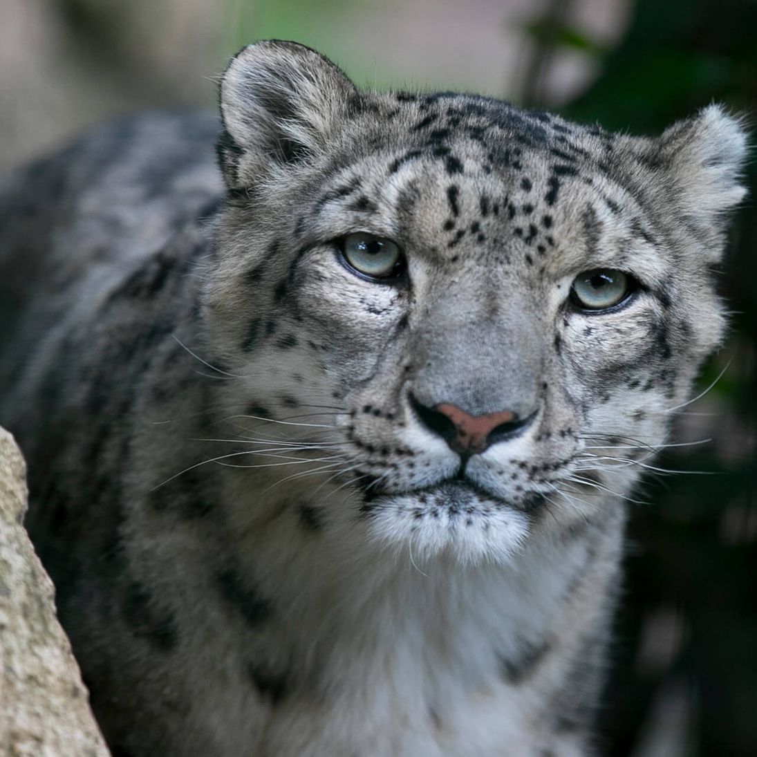 Panth re Des Neiges ZooParc De Beauval panth-re-des-neiges-zooparc-de-beauval