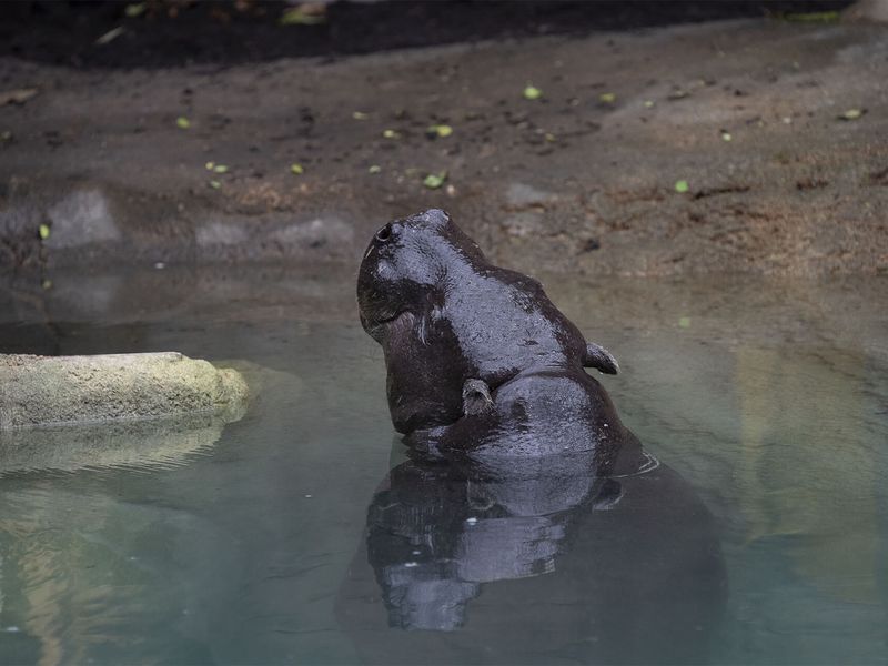 Hippopotame nain - Animaux extraordinaires du ZooParc