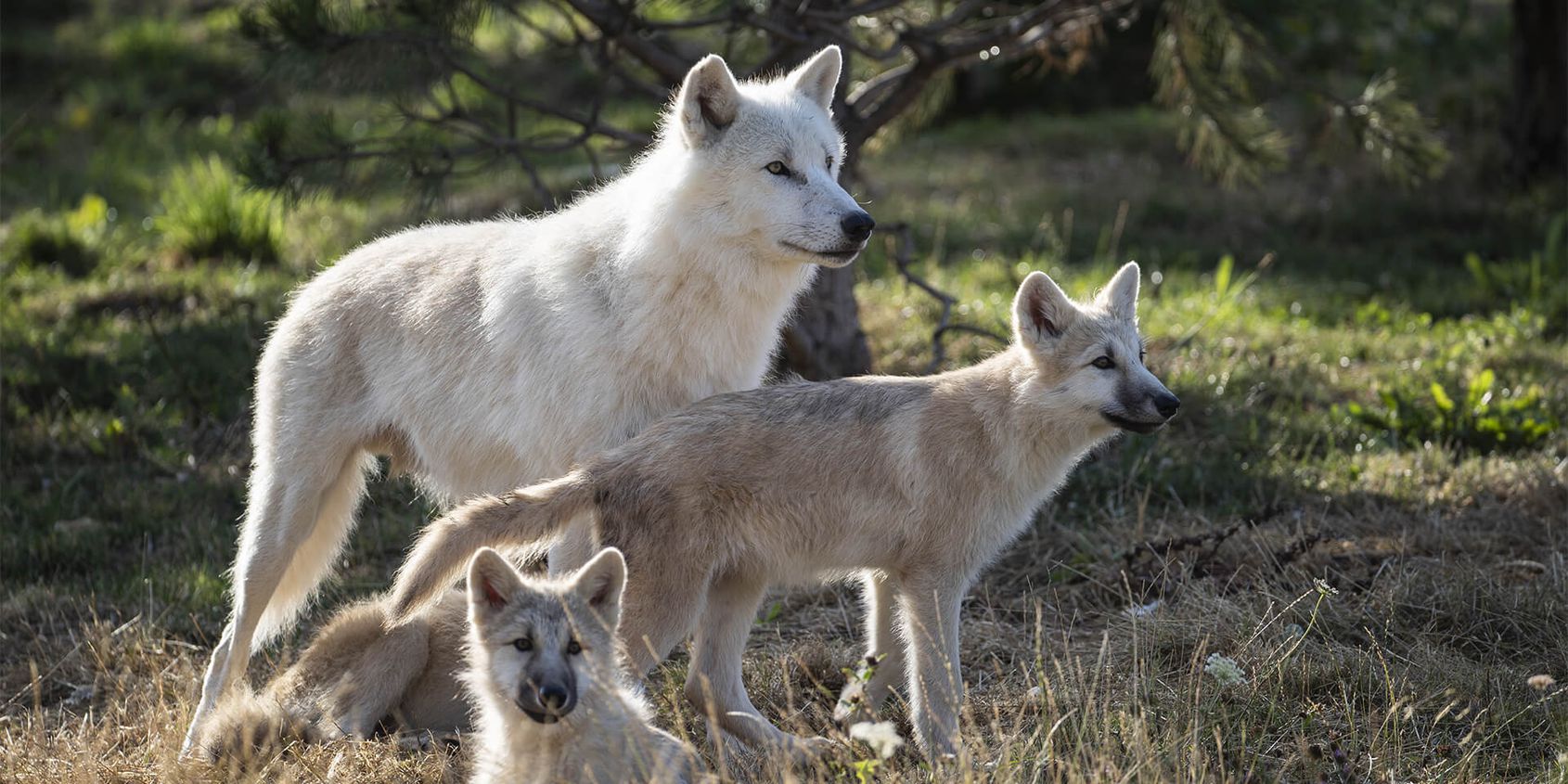 Loup arctique et ses bébés - Les animaux du Territoire Nord-Américain - ZooParc de Beauval