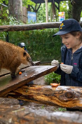 Enfant en soigneur d'un jour junior en train de nourrir un Coati roux au ZooParc de Beauval.
