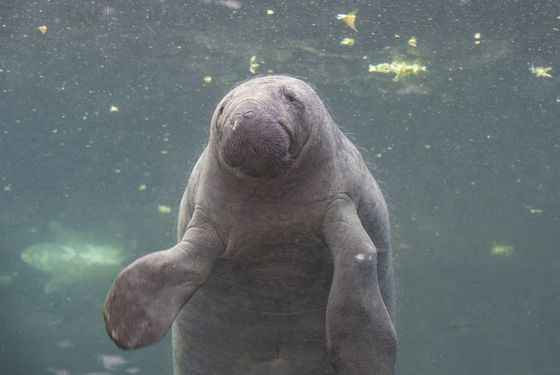 Manatee