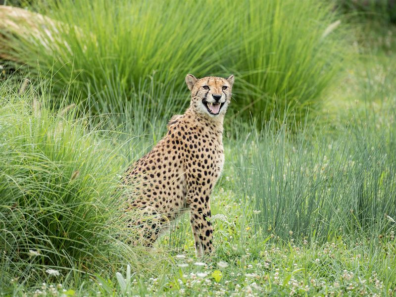 Guépard - Animaux extraordinaires du ZooParc