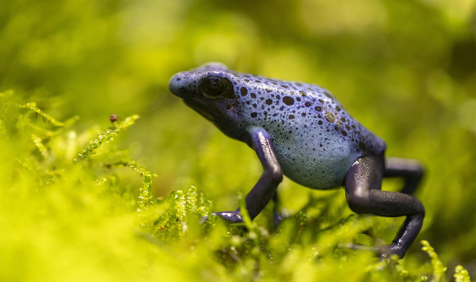 Dyeing Poison Dart Frog