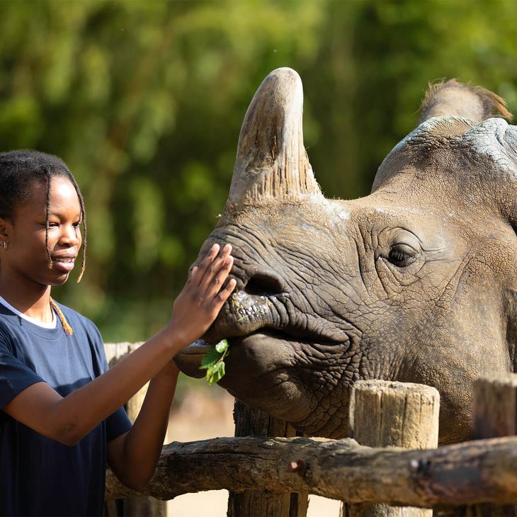 Activité Rencontres privilèges - Contact privilégié avec rhinocéros indien - Au plus près des animaux - ZooParc de Beauval