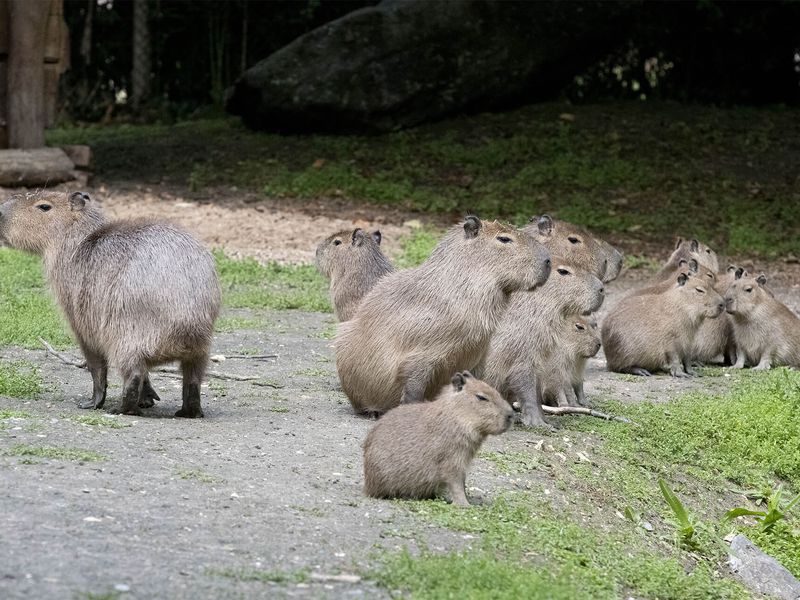 Capybara - Animaux extraordinaires du ZooParc