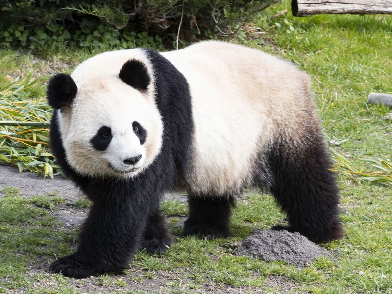 Giant panda, emblem of conservation - ZooParc de Beauval