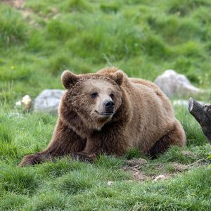 Ours brun - Animaux extraordinaires du ZooParc