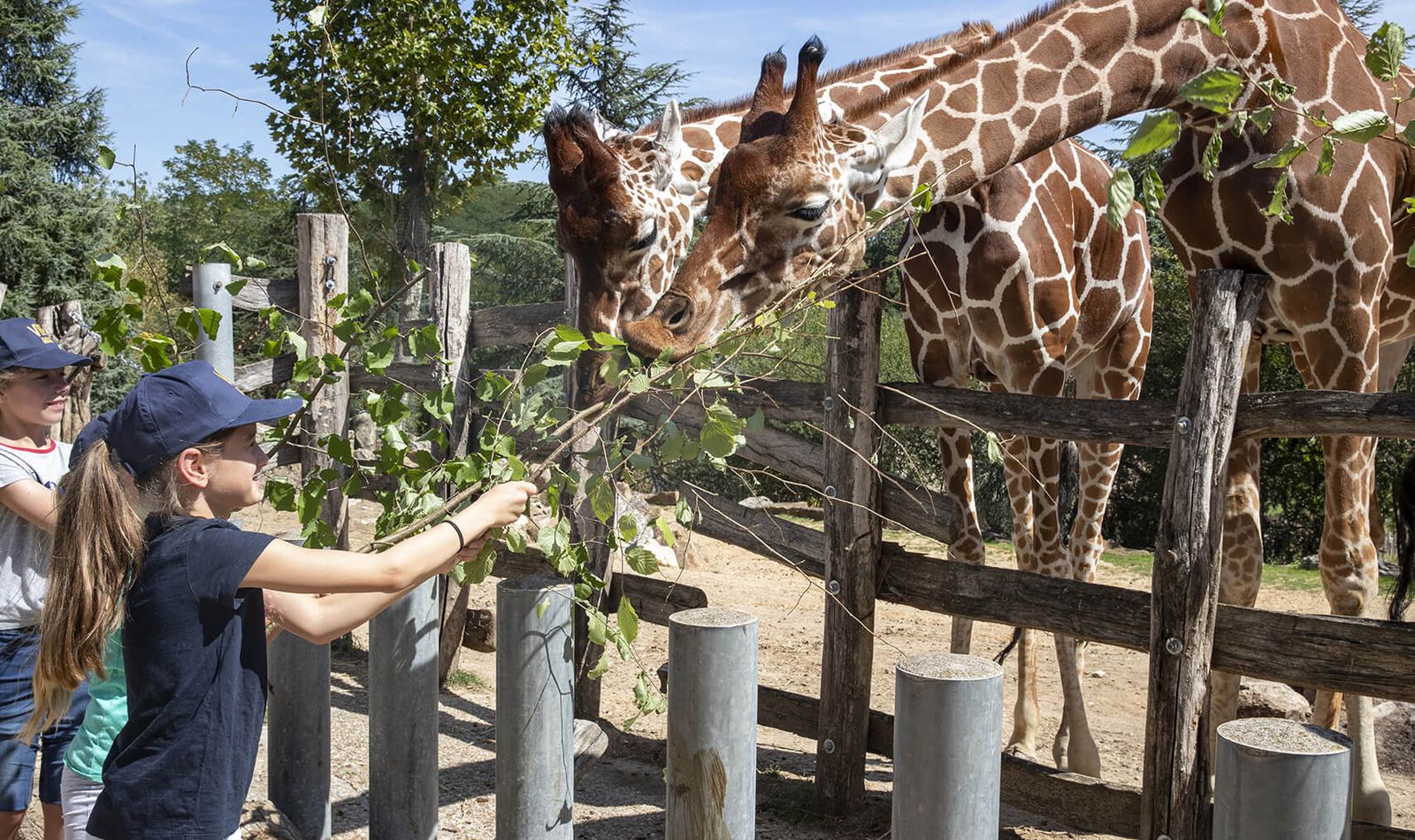 Nourrir les girafes - Activité junior Zoo'Camp - ZooParc de Beauval