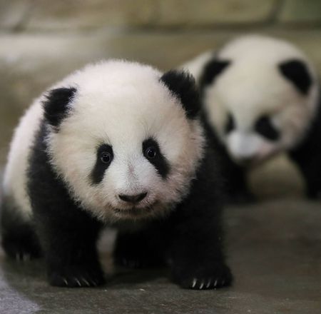 Visibilité jumelles panda - ZooParc de Beauval