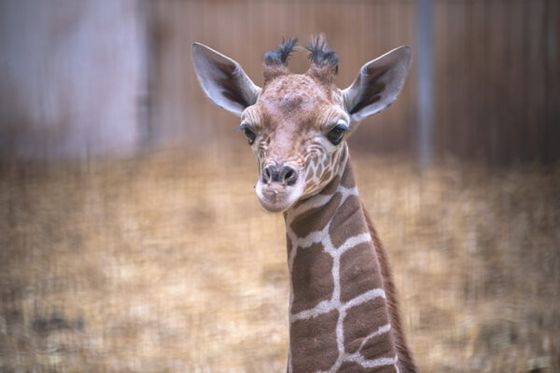 Une grande première pour la girafe réticulée Mia : ses premiers pas en plaine !