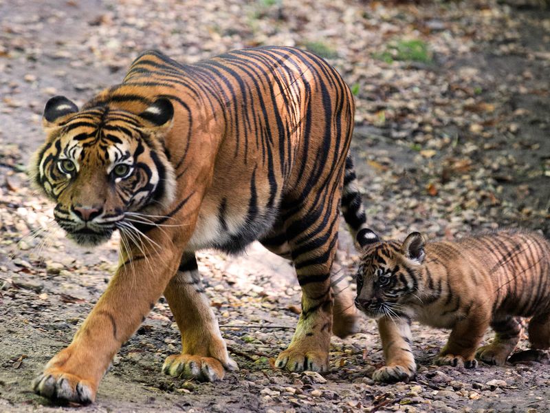 Tigre de Sumatra et son bébé - Animaux extraordinaires du ZooParc