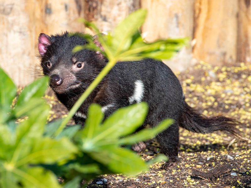 Diable de Tasmanie - Animaux du ZooParc de Beauval