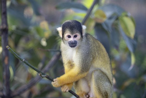 Squirrel monkey