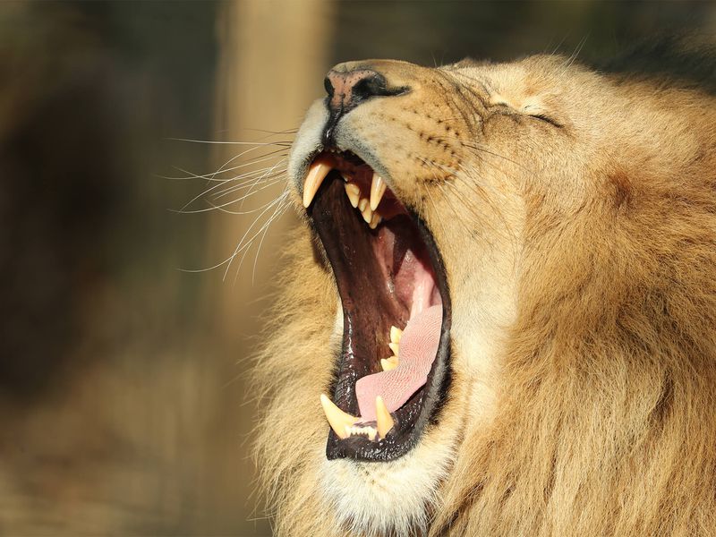 Lion rugissant - Les animaux de La Terre des Lions - ZooParc de Beauval
