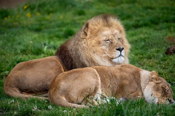 Journée mondiale du lion : découvrons le roi des animaux !